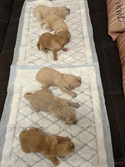 Prodam štěňata zlateho retrivra - 5