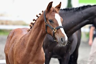 Klisnička po One And Only (Don VHP) - 5