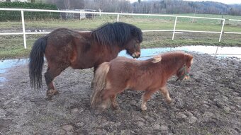 HORSE PONY - 5