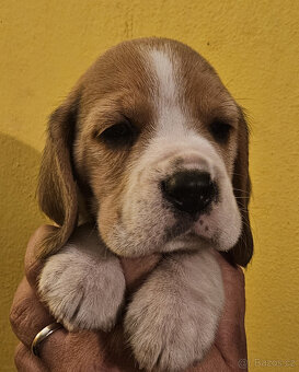 Bígl štěňátka - 5