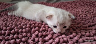 Bengálská kočička do chovu s PP - 5