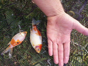 Jezírkové ryby na prodej - 5