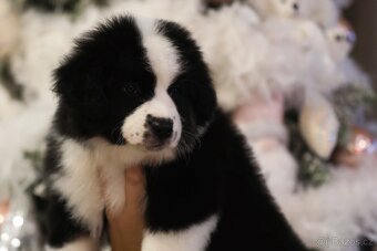 Miniaturní americký ovčák - 5