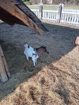 Holandský kozlík - 5