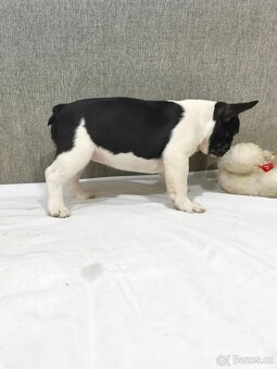 Francouzsky buldoček - 5