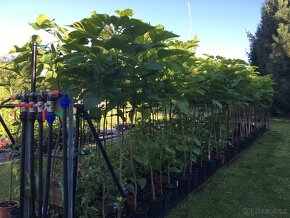 Catalpa stromky 140 až 230 cm - 5