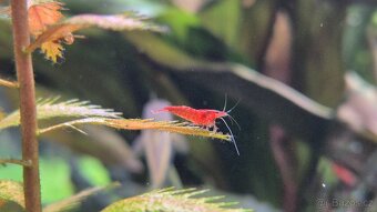 Neocaridina Davidi var. Blood Mary - 5