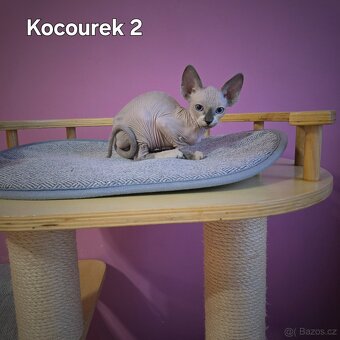 Kanadský sphynx - 5