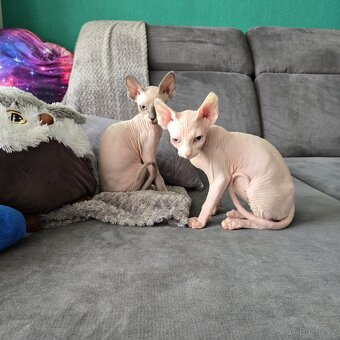 Kanadský sphynx - 5