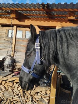 Fríský kůň, Quatrer horse - 5