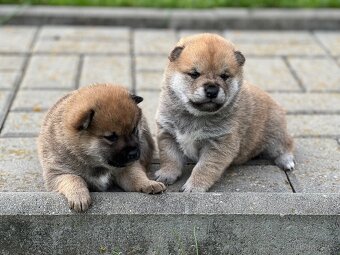 Shiba Inu s PP - 5