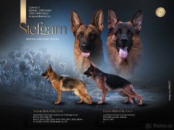 Německý ovčák štěňata s PP roční fena - 5