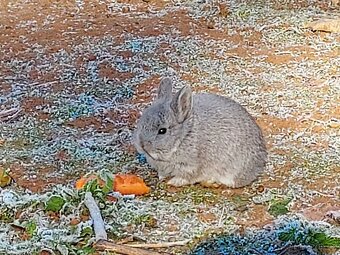 Zakrslý králíček možno i s morčetem - 5