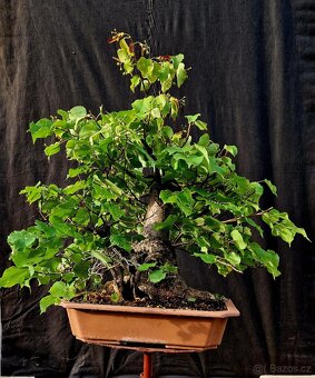 Bonsai, Bonsaj - Lipa srdcita Top - 5