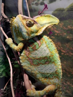 Terárium pro chameleona - 5