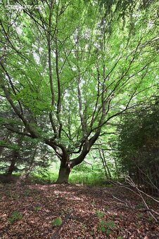 Malebná roubenka - 5