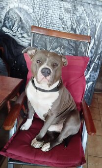 AMERICKÝ STAFFORDŠIRSKÝ TERIÉR - 5