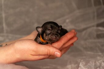 Čivavy chlapeček - 5