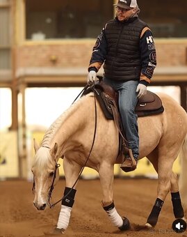 Na prodej 7letý valach plemene Quarter Horse (QH) - 5