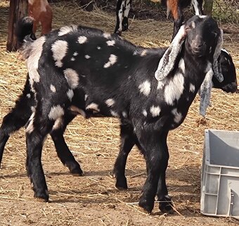 100% AN kozlík II. - 5