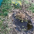 Zahrada s jezírkem v Hulíně - přenechám - 5