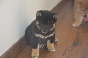 Shiba inu s průkazem původu - 5