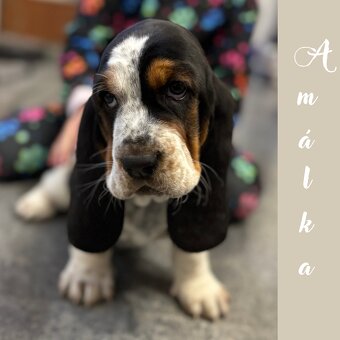 Basset Hound - štěňátka - 5