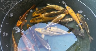 Koi kapr euro - 5