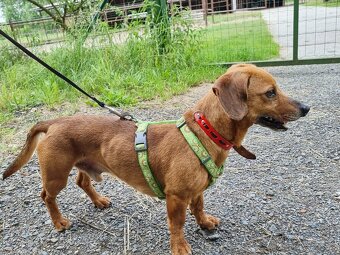 ENDY K ADOPCI - akční, přátelský jezevčík - 5