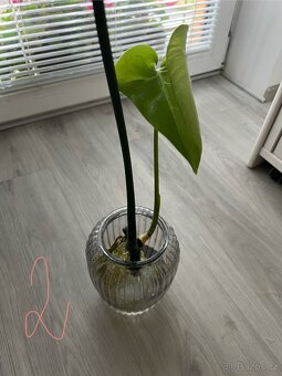 Monstera deliciosa - 5