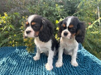 Kavalír King Charles Španěl tricolor - 5