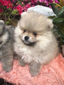 Pomeranian s p.p - 5
