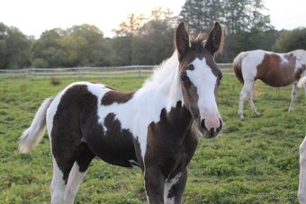 Paint Horse klisna po Cat Prints - 5