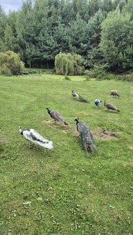 Páv, pavice,pávata - 5