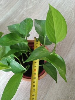 Šplhavnice neboli Epipremnum, Pothos - 5