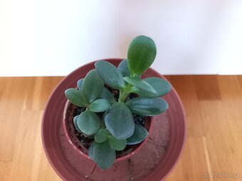 Tlustice vejčitá - crassula ovata - 5