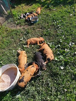 Selata kune kune - 5