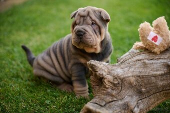 šarpej sharpei - 5