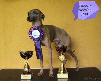 Italský chrtík s PP FCI - 5