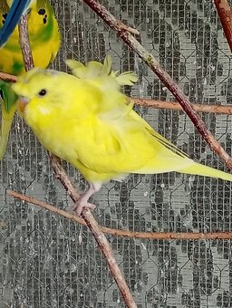 Hagoromo, blackwings - 5