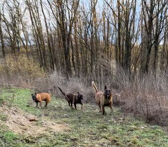 Štěňátka belgického ovčáka - 5