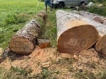 kulatina modřín - 5