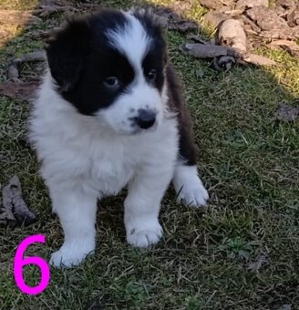 Štěňátka border kolie (bez PP) - 5
