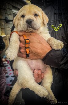 Štěně - labrador s PP - 5
