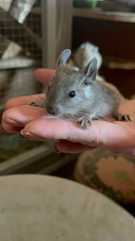 Osmák degu - 5