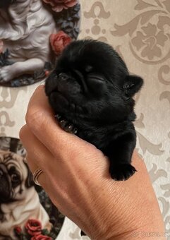 Mops s PP - 5