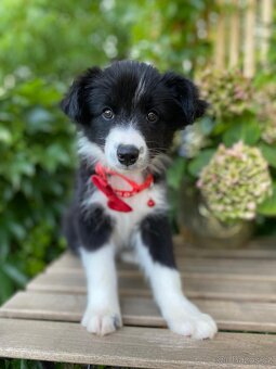 Predaj border collie - 5