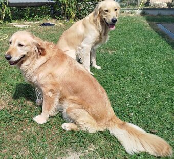 Zlatý retrívr vánoční štěňátka - 5