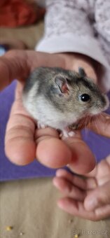 Křeček džungarský - 5