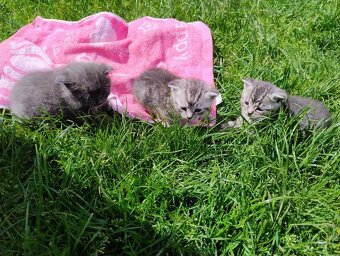 Britský kocourek whiskas tygřík - 5